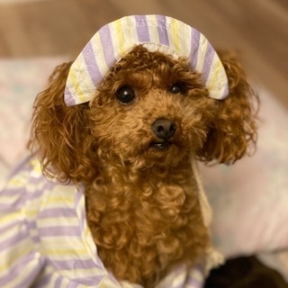 犬友募集！