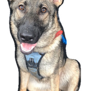 犬友募集中！
