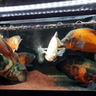 熱帯魚オスカー８匹セット❗(引き取り決定しました)