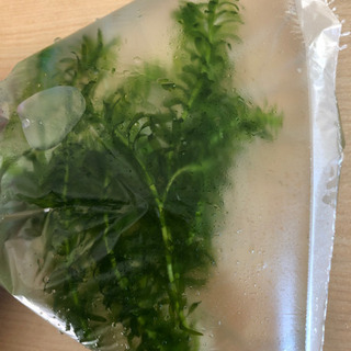 今朝トリミングした水草