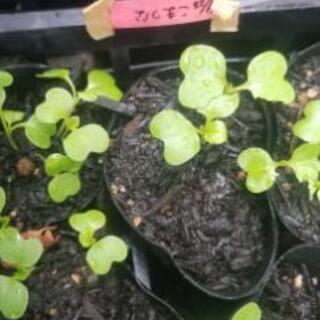 急募農園のアルバイト募集