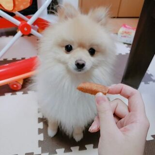 2歳のポメラニアンです。