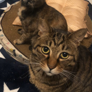 里親様決定☆ヶ月の子猫★甘えんぼのさび猫ハナちゃん - 里親募集