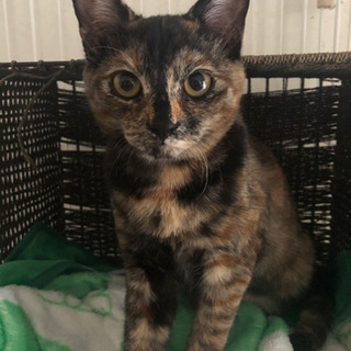 里親様決定☆ヶ月の子猫★甘えんぼのさび猫ハナちゃん - 猫
