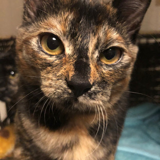 里親様決定☆ヶ月の子猫★甘えんぼのさび猫ハナちゃん − 埼玉県
