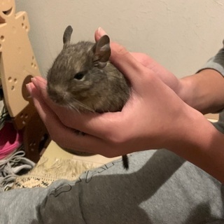 デグー　3匹保護しました。