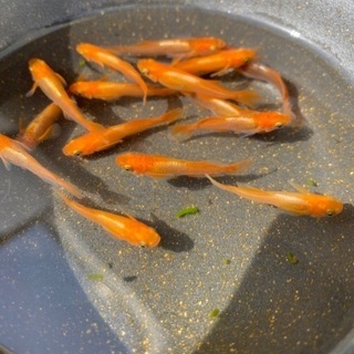 🐶銀メタ牡丹メダカの画像