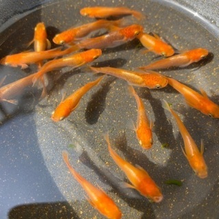 🐶銀メタ牡丹メダカの画像