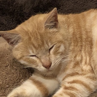 里親すべて決まりました。ありがとうございました。