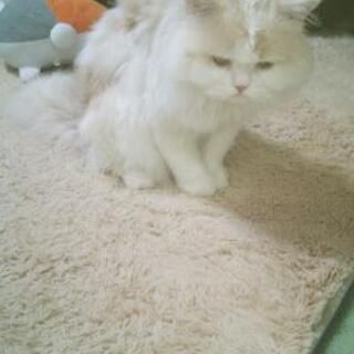 新しい飼い主さんを募集しています。推定3歳のオス猫。 - 町田市
