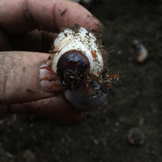 【無料】カブトムシ幼虫　7月羽化