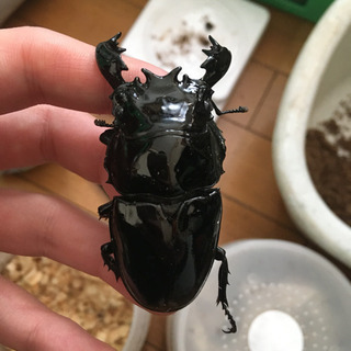 新成虫 タランドゥスオオツヤクワガタ 