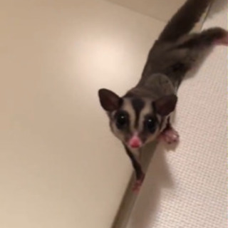 フクロモモンガ飼ってくれる方探しています！