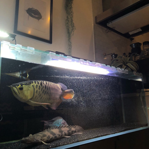 水槽120cm  水槽台　外部フィルター