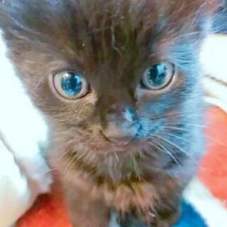 子猫差し上げます！