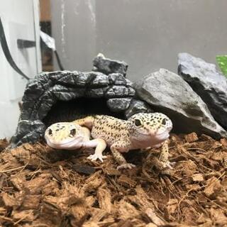 爬虫類ケージ アクア水槽お譲りいただけませんか？