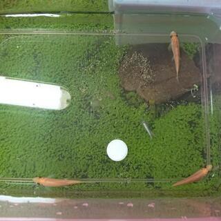 アルジーイーター(熱帯魚・大掃除屋さん)