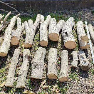 薪用に！伐採木（未乾燥、冬伐採）幹、枝【バラOK】の画像