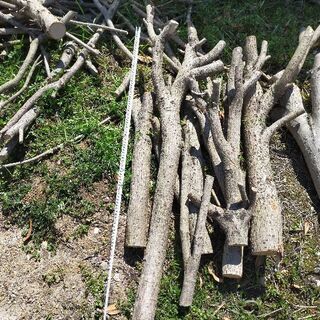 薪用に！伐採木（未乾燥、冬伐採）幹、枝【バラOK】の画像