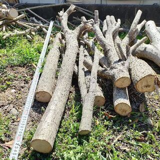 薪用に！伐採木（未乾燥、冬伐採）幹、枝【バラOK】の画像