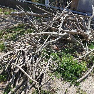 薪用に！伐採木（未乾燥、冬伐採）幹、枝【バラOK】の画像
