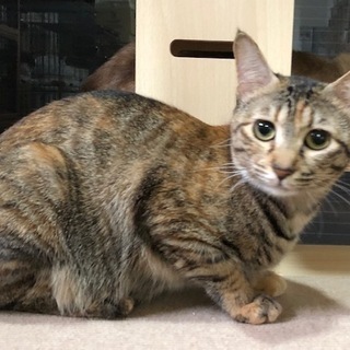 受付を一旦停止させていただきます。サビ猫ちゃん女の子の里親さん募集！