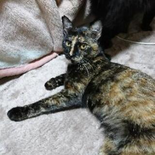 里親募集してます。二匹の猫の里親決まりました。
