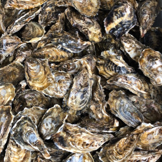 土日　キャンプメンバー募集