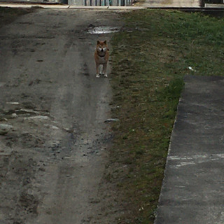 迷い犬らしき芝犬を探している方居ませんか？伊賀市 − 三重県