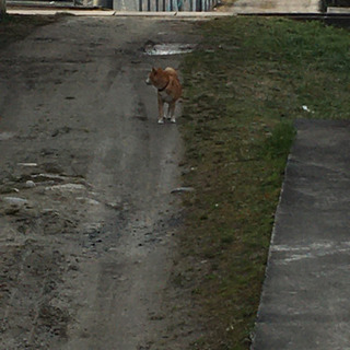 迷い犬らしき芝犬を探している方居ませんか？伊賀市 - その他