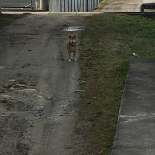 迷い犬らしき芝犬を探している方居ませんか？伊賀市 - 伊賀市