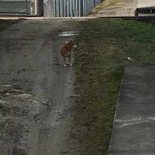 迷い犬らしき芝犬を探している方居ませんか？伊賀市
