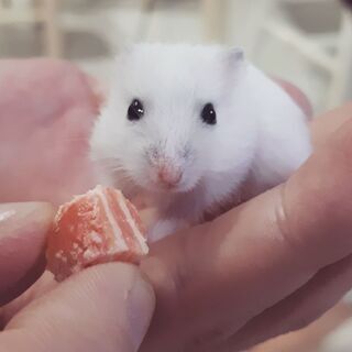 ジャンガリアンハムスター（パールホワイト・ロシアンブルー）の赤ちゃん