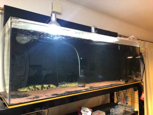 180センチ水槽のセットを買って下さい。セットなので、買ったその日から熱帯魚を買うことが出来ます。