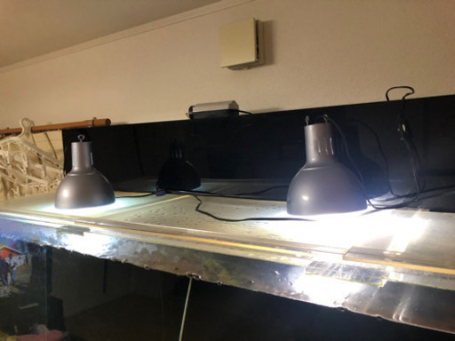 180センチ水槽のセットを買って下さい。セットなので、買ったその日から熱帯魚を買うことが出来ます。