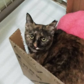 3〜4歳の猫ちゃんの里親さん募集
