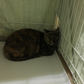 3〜4歳の猫ちゃんの里親さん募集 − 大阪府