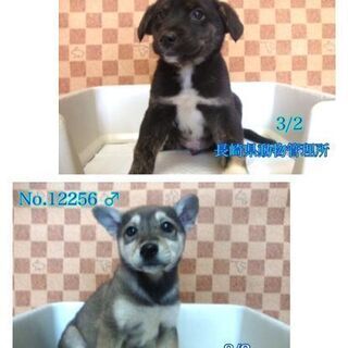 譲渡になりました　　ありがとうございま　　した🐾