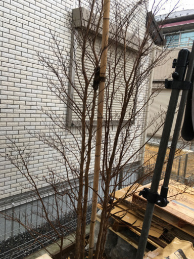 ヒメシャラ　庭木　樹木（黄色マンサクもあげます）
