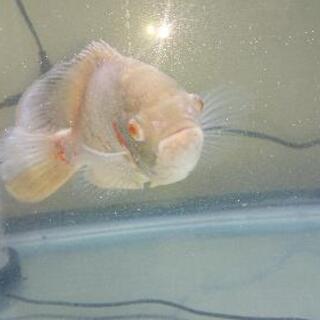 アルビノオスカーの画像