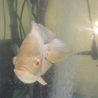 アルビノオスカーの画像