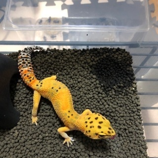 レオパードゲッコー 