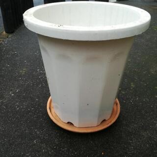 大きな植木鉢