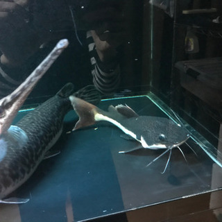 パロット　レットテールキャットの画像