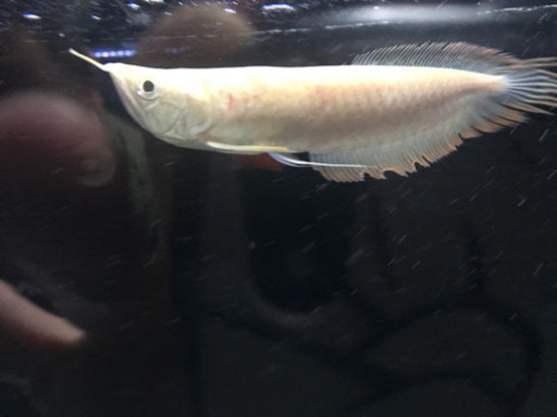 アルビノシルバー　証明書付