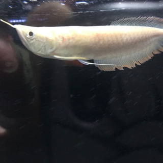 アルビノシルバー　証明書付