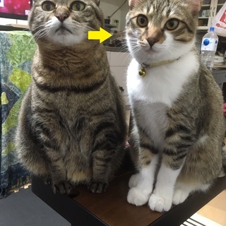 2019年8月保護　子猫の里親を募集します