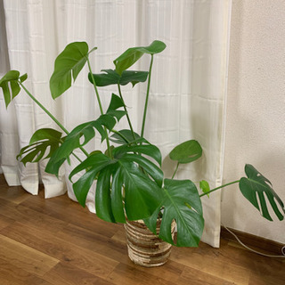 観葉植物 モンステラ
