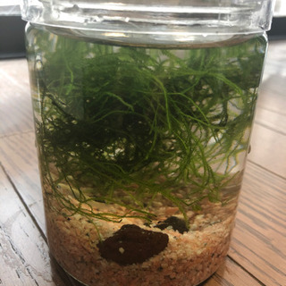 メダカ3匹