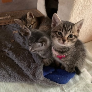 3月25日で2ヶ月目の子猫メス2匹 - 大館市